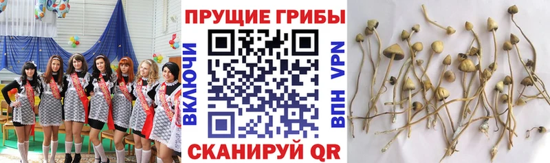 Псилоцибиновые грибы MAGIC MUSHROOMS  это формула  Олонец  kraken вход 
